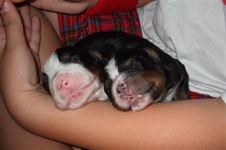 Berner sennenhund Gloria (Død april 2013) - som nat og dag  billede 5