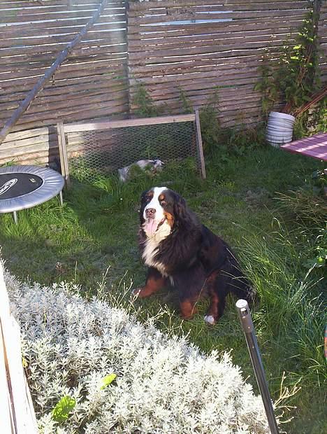 Berner sennenhund Tertzo´s Chicci 2006 - - jeg elsker min have billede 4