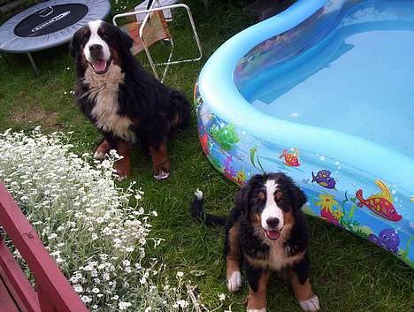 Berner sennenhund Tertzo´s Chicci 2006 - - mig og min nye sambo gloria  billede 5