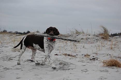 Gammel dansk hønsehund Mille - Er det ikke fint det bræt jeg har fundet? Hou 2. juledag billede 7