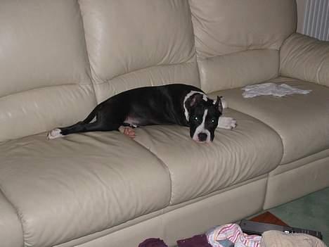 Amerikansk staffordshire terrier zally - den der kommer først , for den bedste plads billede 9