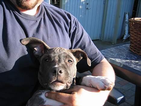 Amerikansk staffordshire terrier Dex Dexter - skøde hunden billede 4