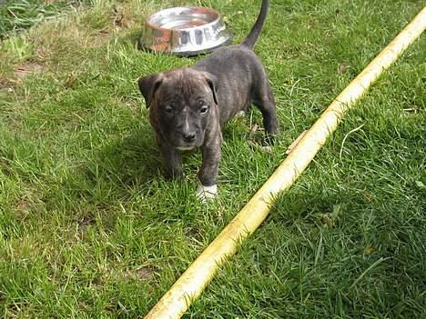 Amerikansk staffordshire terrier Dex Dexter - 14 dage før vi hentede dexter billede 5