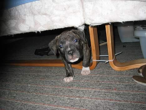 Amerikansk staffordshire terrier Dex Dexter - 1. af de første dage med dexter billede 6
