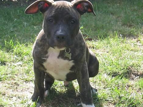 Amerikansk staffordshire terrier Dex Dexter - en derform amstaff, de vokse i ertapper. billede 7