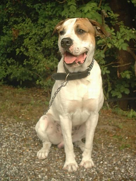 Amerikansk bulldog Hektor *Død* - Ihhh... Hvor er det bare dejligt at blive nusset på maven... billede 1