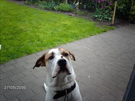 Amerikansk bulldog Hektor *Død* - Sidder lige så pænt med en kiks på næsen :-) billede 3