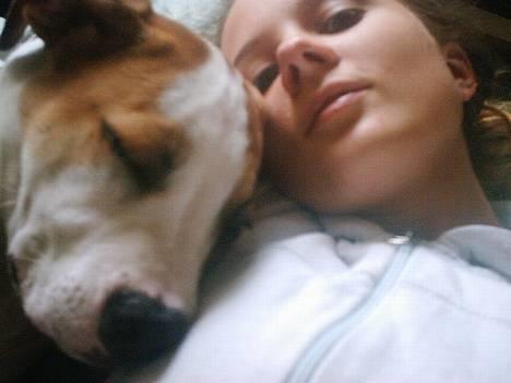 Amerikansk bulldog Hektor *Død* - Hektor og mor sover  billede 4