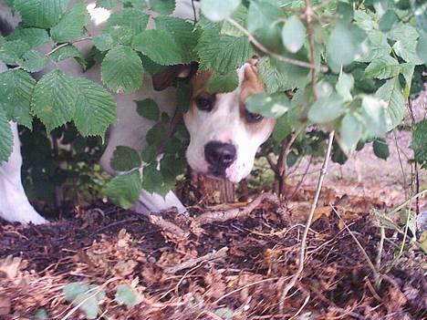 Amerikansk bulldog Hektor *Død* - Prøver lige at se om der ikke skulle være en pind herinde et eller andet sted... billede 5