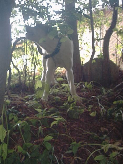 Amerikansk bulldog Hektor *Død* - Det var der sørme... -Iha, den sidder fast... Grrr... :-) billede 6