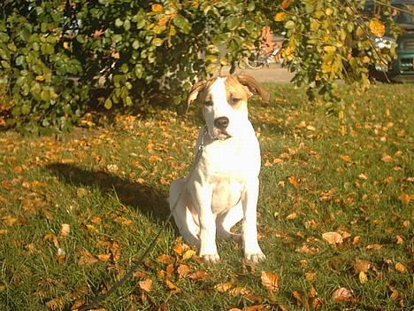 Amerikansk bulldog Hektor *Død* - Hektor i haven billede 7