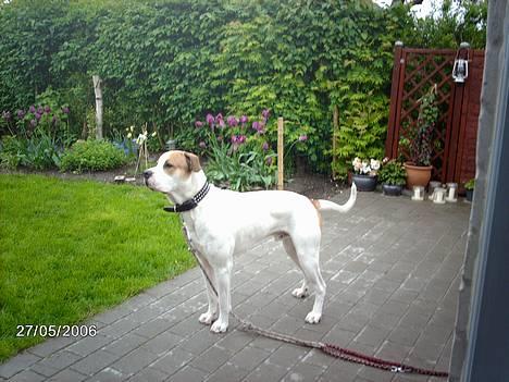 Amerikansk bulldog Hektor *Død* billede 8