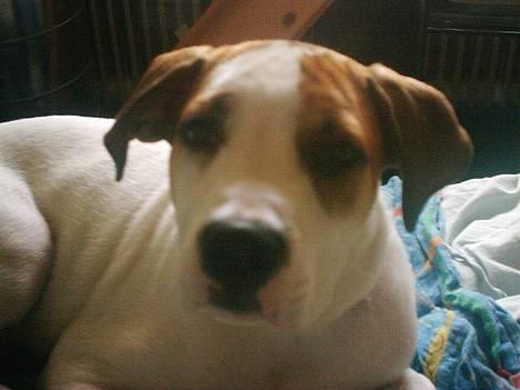 Amerikansk bulldog Hektor *Død* - Moaaarrr.... Jeg gider altså ikke stå op endnu... billede 9