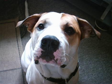 Amerikansk bulldog Hektor *Død* - Hørte du også en kat??? billede 10