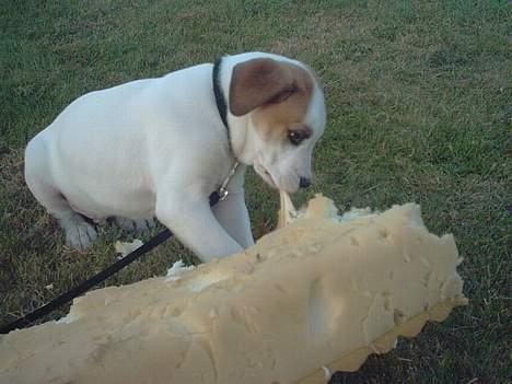 Amerikansk bulldog Hektor *Død* billede 11