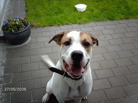 Amerikansk bulldog Hektor *Død* - Skal vi lege??? :-) billede 12