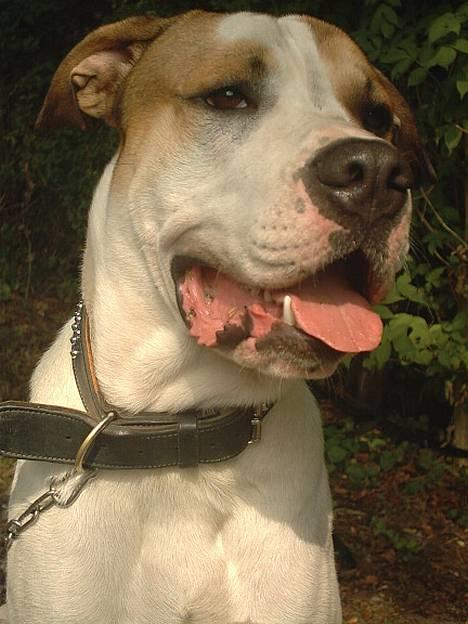 Amerikansk bulldog Hektor *Død* billede 13