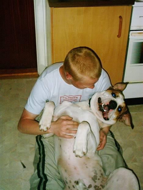 Amerikansk bulldog Hektor *Død* - Hygger med far :-) billede 14