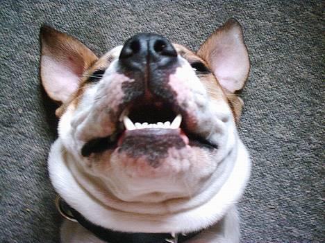 Amerikansk bulldog Hektor *Død* billede 15