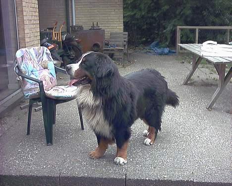 Berner sennenhund Snoopy (død) - Snoopy på hans 7 års fødselsdag d. 9/9 2005.. stadig lige lækker:-) billede 10