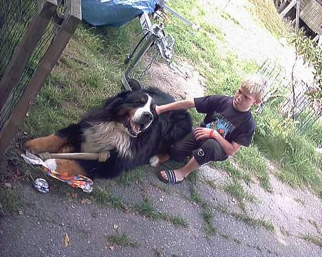 Berner sennenhund Snoopy (død) - Snoopy og Lasse, med den fødselsdagsgave som han har fået af Lasse billede 11