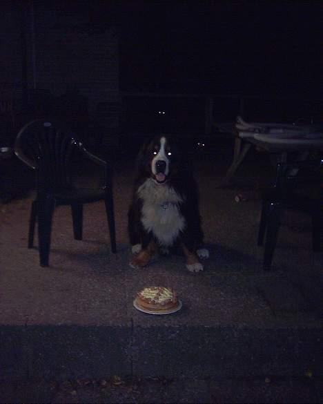 Berner sennenhund Snoopy (død) - Snoopy med sin lagkage som han fik på sin 7 års fødselsdag (han delte pænt med sine gæster;-)) billede 13