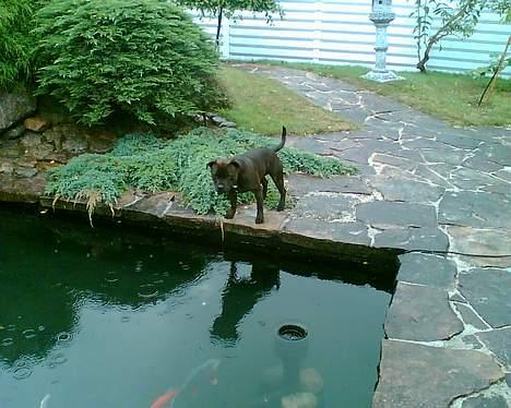 Staffordshire bull terrier smiley billede 9