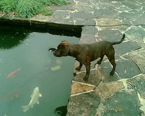 Staffordshire bull terrier smiley billede 10