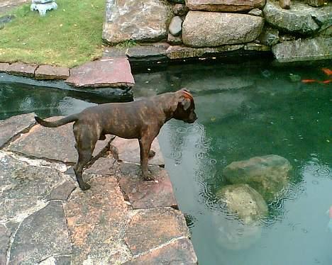 Staffordshire bull terrier smiley billede 11