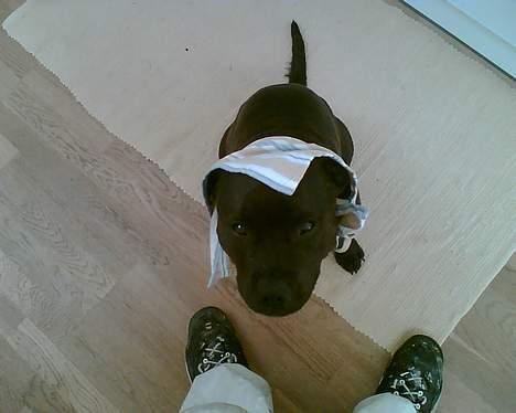 Staffordshire bull terrier smiley billede 12