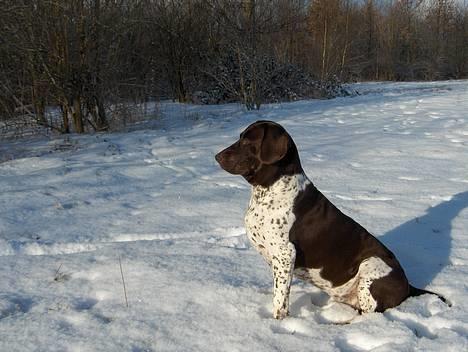 Gammel dansk hønsehund Mille - Prøv at se hendes fantastiske holdning. Hun er en køn vuffer billede 8