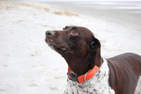 Gammel dansk hønsehund Mille - Kast så den pind!!! På tur til stranden ved Hou 2. juledag billede 9