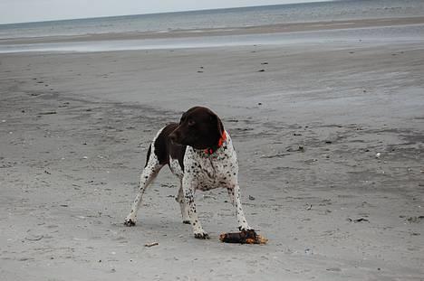 Gammel dansk hønsehund Mille - Dejlig pind. Hou 2. juledag billede 10