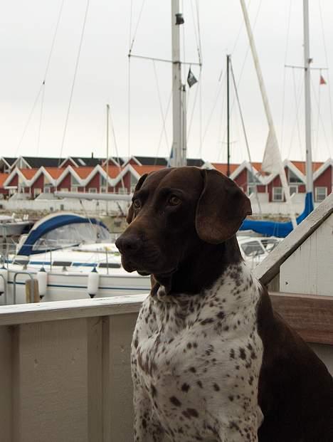Gammel dansk hønsehund Mille billede 11