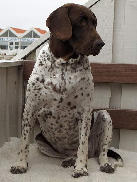 Gammel dansk hønsehund Mille - Her kan man rigtig se alle hendes pletter billede 12