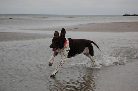 Gammel dansk hønsehund Mille - Gennem ild og vand. Ved Hou 2. juledag billede 13