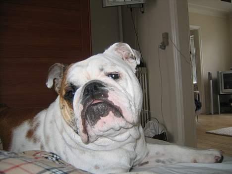 Engelsk bulldog Balder billede 14