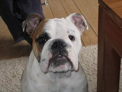 Engelsk bulldog Balder billede 15