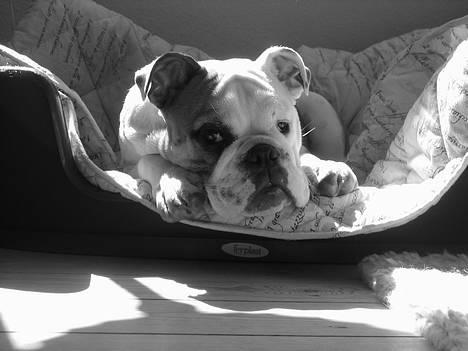 Engelsk bulldog Balder billede 16