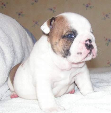 Engelsk bulldog Balder billede 17