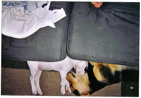 Blanding af racer Cosy R.I.P - Dejligt det mest trygge sted i verden er hos simba billede 1