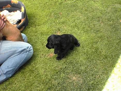 Cocker spaniel *Olsen - Her bliver jeg hentet af mor og far, siger farvel til alle mine søskende :o( billede 3