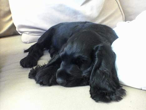 Cocker spaniel *Olsen - Min første dag hos mor og far... træt.. billede 4