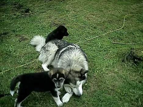 Blanding af racer (alaskan malamute)Chianti - chianti med mor og søster billede 8