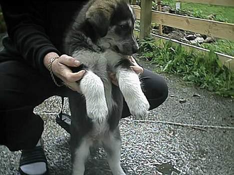 Blanding af racer (alaskan malamute)Chianti billede 9