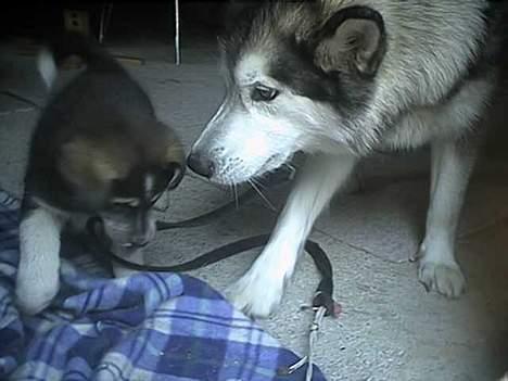 Blanding af racer (alaskan malamute)Chianti billede 10