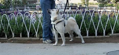 Norsk buhund Chimo - Chimo i Tivoli til Hundens Dag 2005 arrangeret af DKK. billede 9