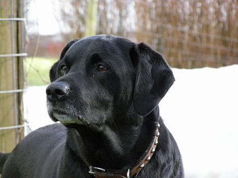 Blanding af racer Buller - Smuk smukkere Buller billede 1