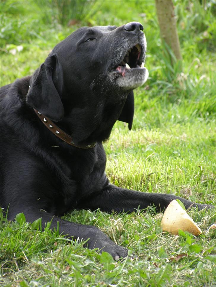 Blanding af racer Buller - Buller siger: kom og tag mit franskbrød xD billede 2