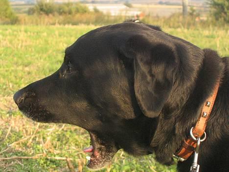Blanding af racer Buller - "GØR HOLDT" buller som militær hund =P billede 3